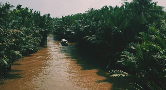 Can Tho Water Cocunuts Forest